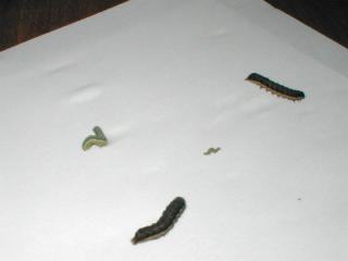 ���g�E���V