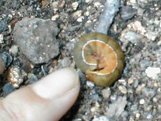 ���g�E���V