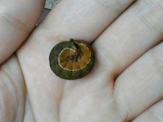 ���g�E���V