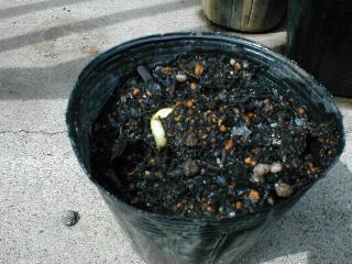 5��3���̃i�^�}��