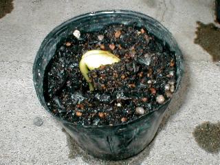 5��5���̃i�^�}��