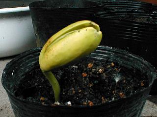 5��6���̃i�^�}��