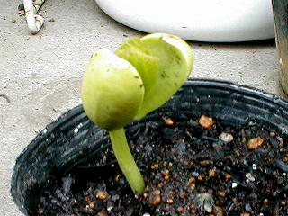 5��7���̃i�^�}��