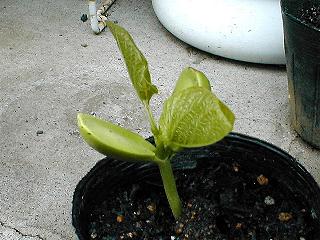 5��8���̃i�^�}��