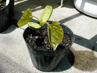 5��9���̃i�^�}��