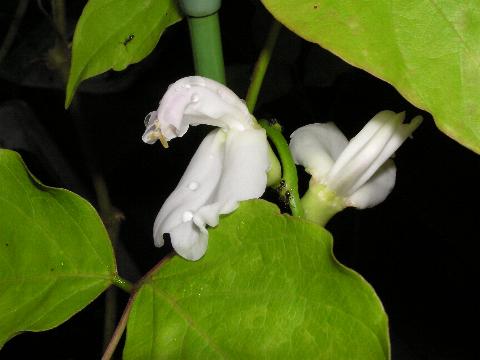 �i�^�}���̉�