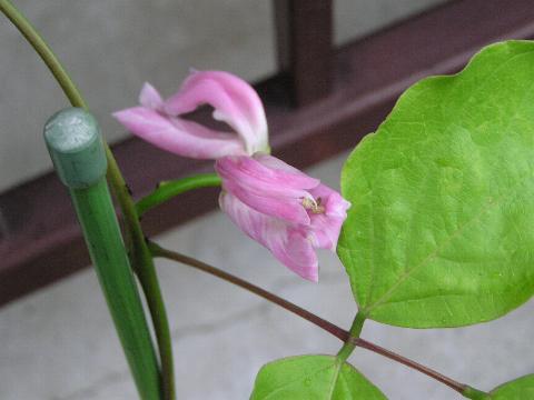 �i�^�}���̉�