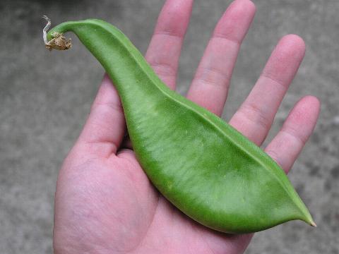 �i�^�}���̎Ⴂ����