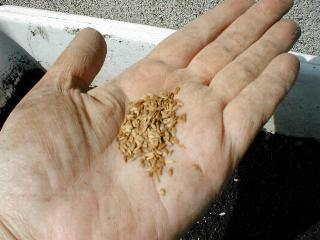 ���k�G�b�g�̎�