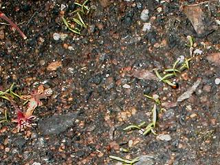 ���k�G�b�g�i�j���W���j