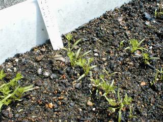 ���k�G�b�g