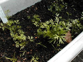 5��7���̃j���W��