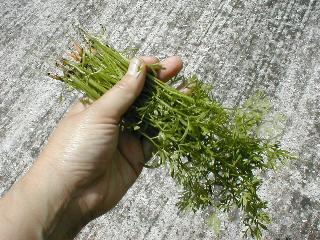 �j���W���̗t