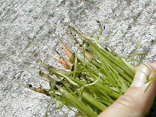 �������������ӂ����ł���