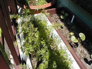 �j���W��