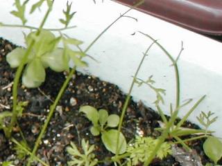 ���g�E���V�ɂ���Ċۗ�