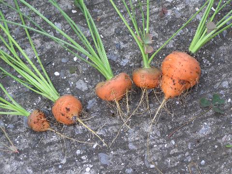 ���n���܂���