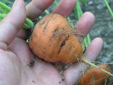 ���n���܂���