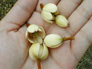 �J���^�l�I�K�^�}�̉�