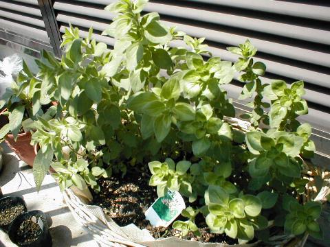 ���h���ׁi�I���K�m�j