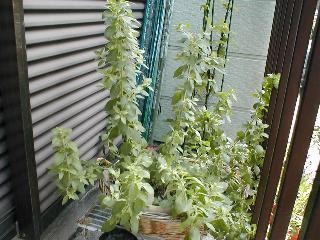 ���ꂽ�I���K�m