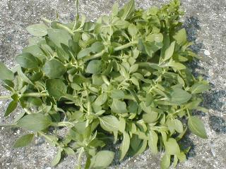 ���n���܂���