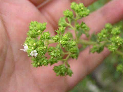 �I���K�m�̂ڂ݂Ɖ�