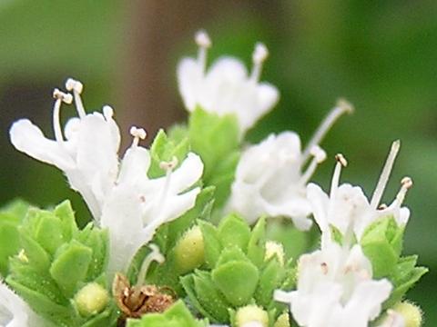 �I���K�m�̉�