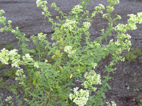 �I���K�m�̉�