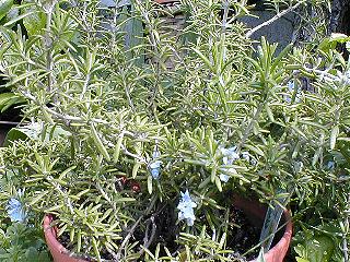 �}���l�����E�i���[�Y�}���[�j