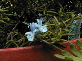 ���[�Y�}���[�̉�