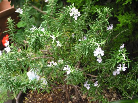 ���[�Y�}���[��x�ڂ̉�