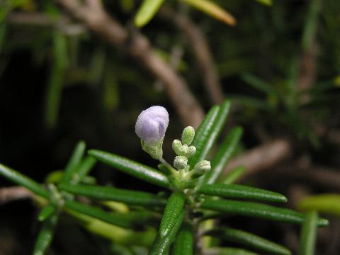 ���[�Y�}���[�̂ڂ�