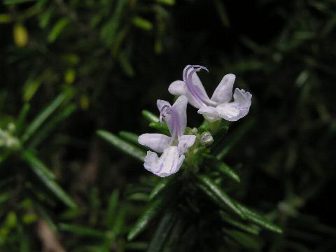 ���[�Y�}���[��x�ڂ̉�