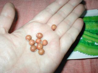 �V�J�N�}���̎�