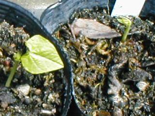 �V�J�N�}��