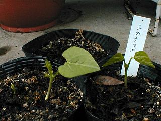 5��6���̃V�J�N�}��