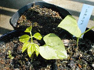 5��11���̃V�J�N�}��