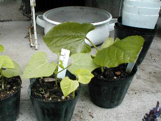 �V�J�N�}���ƃi�^�}��