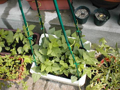 �V�J�N�}��������