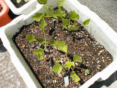 �V�J�N�}����A���ւ���