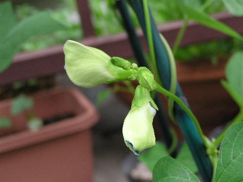 �V�J�N�}���̂ڂ�