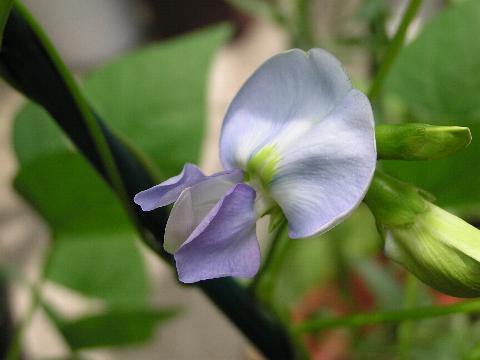 �V�J�N�}���̉�