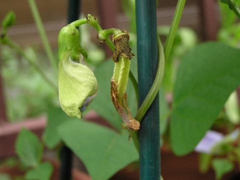 �V�J�N�}���̂���