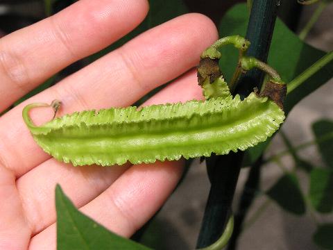 �V�J�N�}���̂���