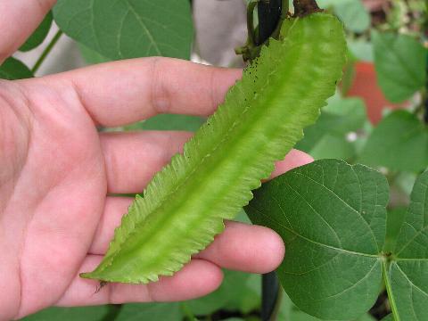 �V�J�N�}���̂���