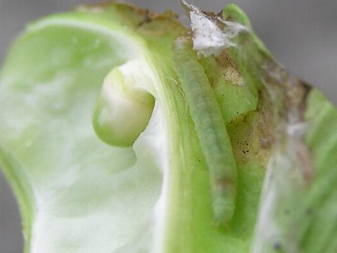 ���ŃO���O���ɂ��Ă����̂̓R�C�c�ł�