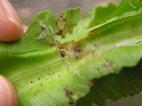 �T���Ɍ��������Ă�