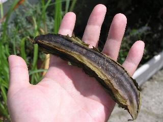 �n���Č͂ꂽ�V�J�N�}���̂���