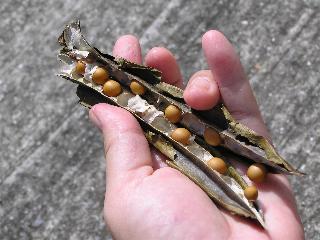 ��������Ă݂�